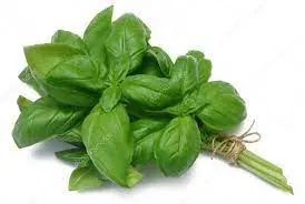 ALBAHACA H.