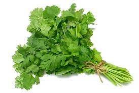 CILANTRO 