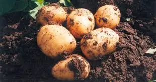 PATATA NUEVA ( 5-Kg-X-4,00€ )