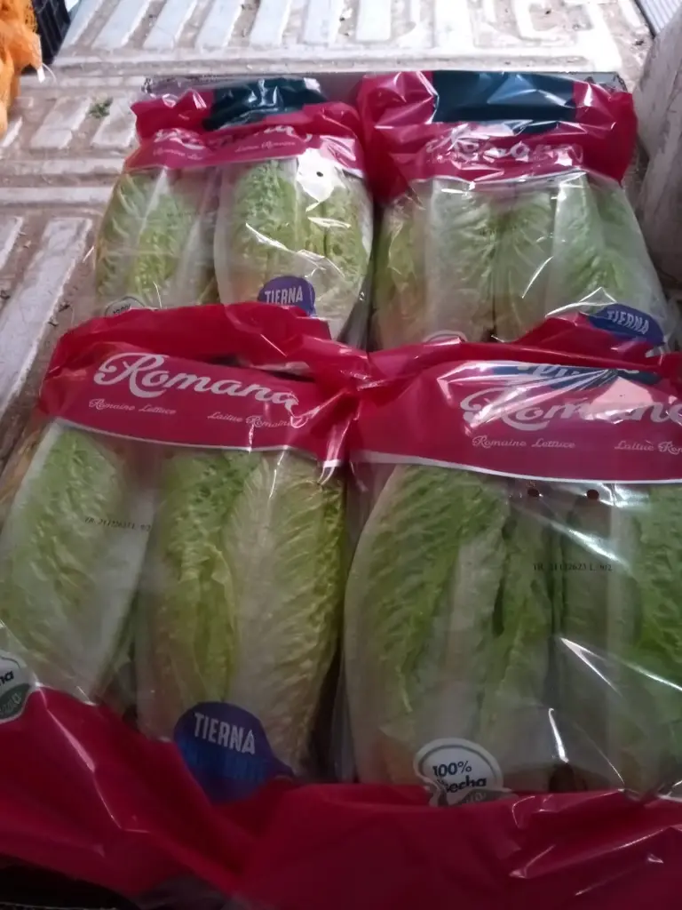 LECHUGA ROMANA - 2 P H.