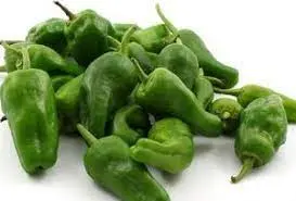 PIMIENTO PADRON GRANDE ó 2ª H