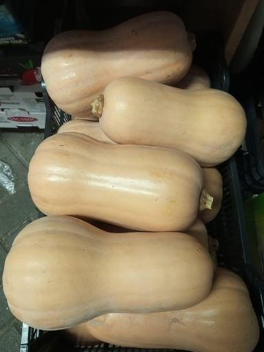 CALABAZA 