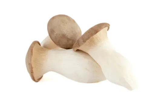 CHAMPIÑON SUCIO