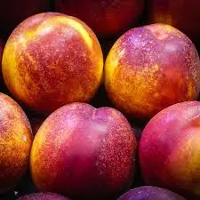 NECTARINA