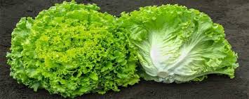 LECHUGA BATABIA  