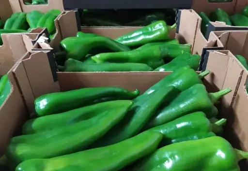 PIMIENTO ITALIANO 2ª H.