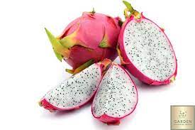 PITAYA IMPORTACION PERU PIEZA 
